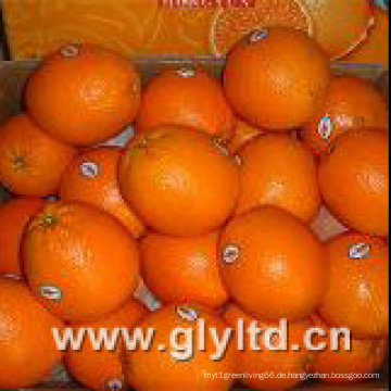 Chinesische neue Ernte frische Navel Orange